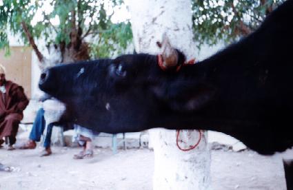 Imådje d' araedjêye vatche / image d'une vache souffrant de la rage
